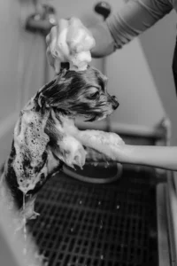 Dog being washed – Recommended pet care product