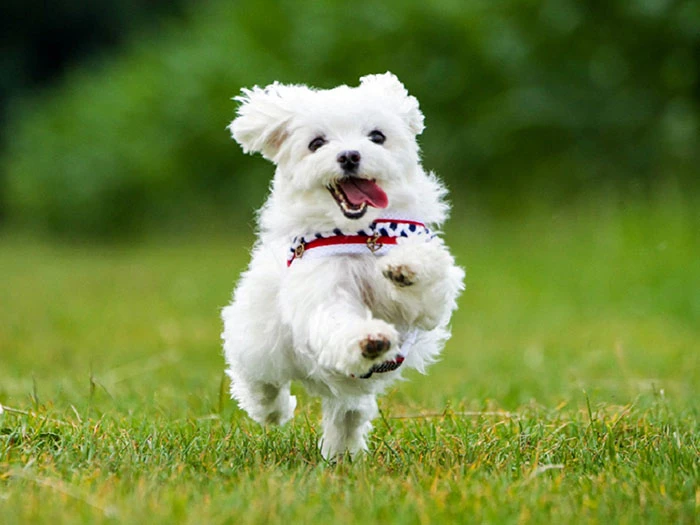 Maltese dog with sensitive skin – common skin allergy issues in Maltese breed

